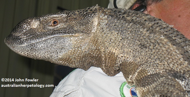 Rock Monitor - varanus albogularis (=albigularis)
